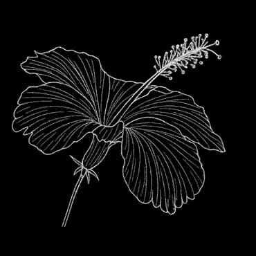 Fleur d'hibiscus