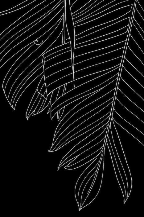 Palm leaf